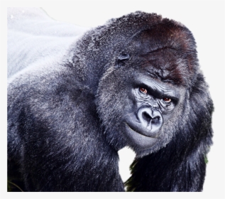 Gorilla Png Image - Gorilla, Transparent Png, Free Download