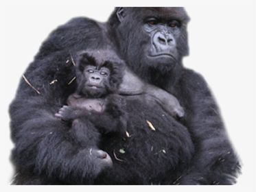 Gorilla Png Transparent Images - Mountain Gorilla Png, Png Download, Free Download