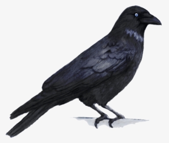 Download Crow Png - Crow And Peacock Drawing, Transparent Png, Free Download
