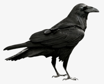 Transparent Crow Png - Raven Png, Png Download, Free Download