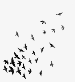 Download Flying Crows Transparent Clipart , Png Download - Png Effects For Picsart, Png Download, Free Download