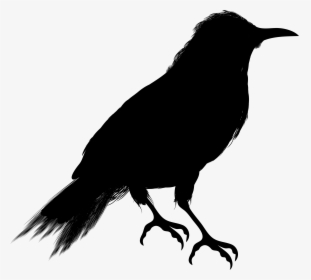 Crow Clip Art Vector Graphics Silhouette Image - Crow Clipart Silhouette, HD Png Download, Free Download