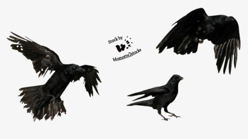 Favourites By Badapple409 On Clipart Library - Crow Flying Png, Transparent Png, Free Download