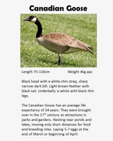 Canada Goose Victoria Bc, HD Png Download, Free Download