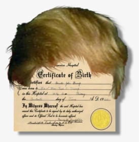 Donald Trump Hair Png Transparent - Fred Trump Birth Certificate, Png Download, Free Download