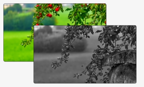 Mstech Image Resize - Apple Tree Backgrounds, HD Png Download, Free Download