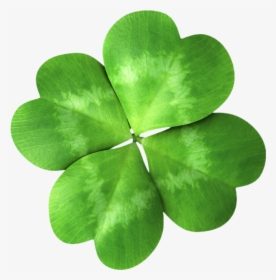 Four Leaf Clover - Real Life Rotational Symmetry, HD Png Download, Free Download