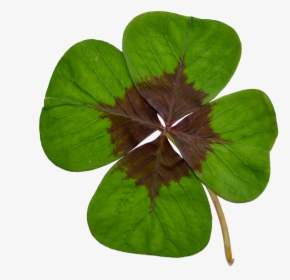 Four-leaf Clover Luck Green Free Picture - Kreslený Čtyřlístek Pro Štěstí, HD Png Download, Free Download