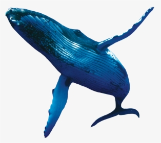 Blue Whale Png, Transparent Png, Free Download