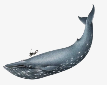 Blue Whale Realistic Drawing, HD Png Download, Free Download