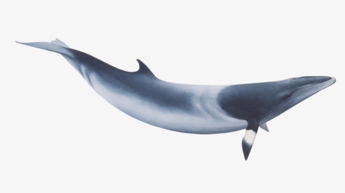 Whale Png Image Transparent - Whales, Png Download, Free Download