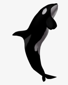 Killer Whale Transparent Png - Killer Whale Clipart Transparent, Png Download, Free Download
