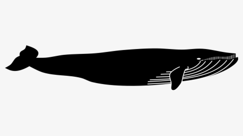 Blue Whale Marine Mammal Animal - Blue Whale Images Black And White, HD Png Download, Free Download