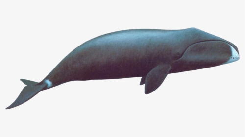 Bowhead Whale - Bowhead Whale Png, Transparent Png, Free Download