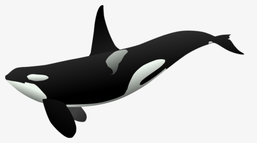 Killer Whale Background Png - Orcas Clipart, Transparent Png, Free Download