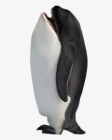 Hybrid Penguin Killer Whale Png Image - Won T Hurt You Meme, Transparent Png, Free Download