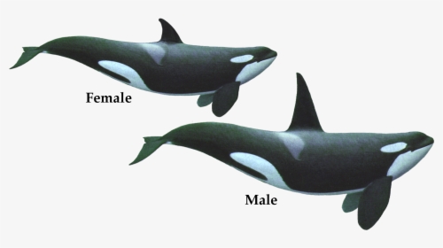Killer Whale Png Transparent Images - Transparent Killer Whale Png, Png Download, Free Download