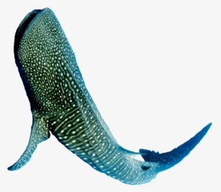 Whale Shark Png, Transparent Png, Free Download