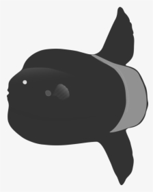 Snout,fish,killer Whale - Killer Whale, HD Png Download, Free Download