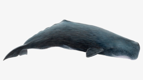 Whale Png Download Image - Sperm Whale Png, Transparent Png, Free Download