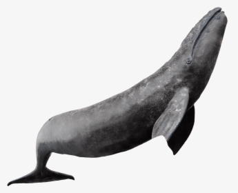 Manatee, HD Png Download, Free Download