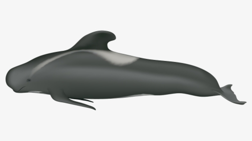 Pilot Whale Head, HD Png Download, Free Download