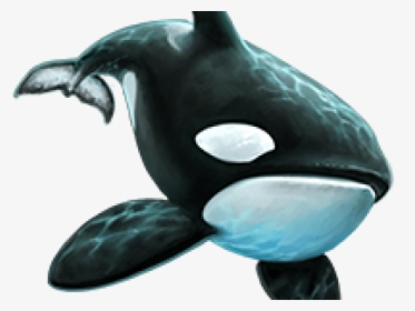 Killer Whale Png Transparent Images - Killer Whale Png, Png Download, Free Download