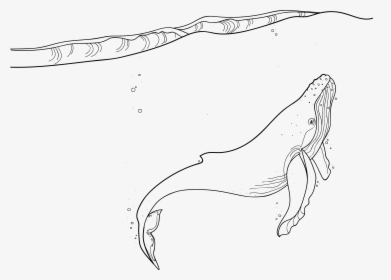 Whale - Line Art, HD Png Download, Free Download