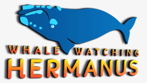 Whale Watching Hermanus New Logo - Sperm Whale, HD Png Download, Free Download