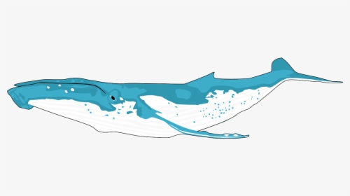 Blue Whale Cartoon Transparent, HD Png Download, Free Download