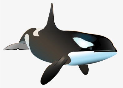 Killer Whale Porpoise Shark Dolphin - Ballena Real Png, Transparent Png, Free Download