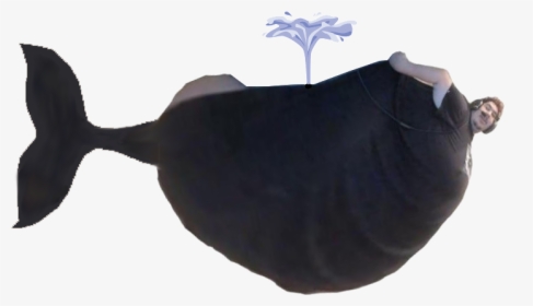 Whale - Greek Whale, HD Png Download, Free Download