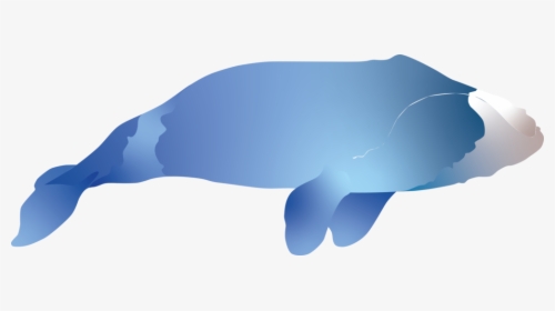 Bowhead Whale - Whale, HD Png Download, Free Download