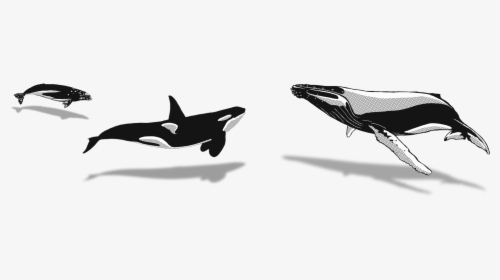Orca, HD Png Download, Free Download