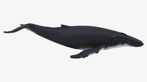 Animal Planet Humpback Whale, HD Png Download, Free Download