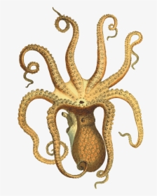 Octopus Vintage - Vintage Octopus Illustration Png, Transparent Png, Free Download