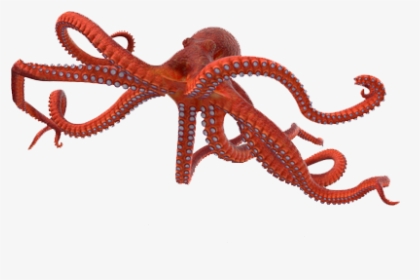 Octopus Png Photo Background - Octopus Logo Transparent Background, Png Download, Free Download