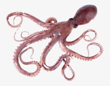 Octopus Png Pic - Octopus Png, Transparent Png, Free Download