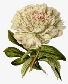 Vintage Botanical Illustration Png, Transparent Png, Free Download