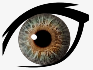 Hazel Eyes Clipart Dark Brown Eye - Eye With Clear Background, HD Png Download, Free Download