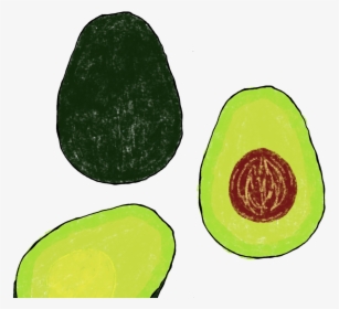 Avocado - Common Guava, HD Png Download, Free Download