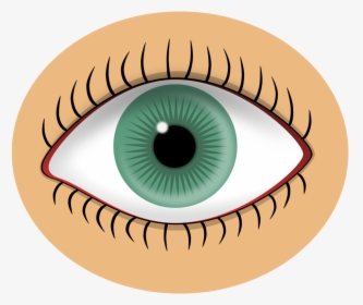 Iris,close Up,eye - Part Of Body Flashcard, HD Png Download, Free Download