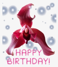 Transparent Congratulations Images With Flowers Png - Pink Happy Birthday Png, Png Download, Free Download