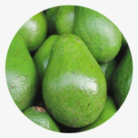 Green Avocados, HD Png Download, Free Download