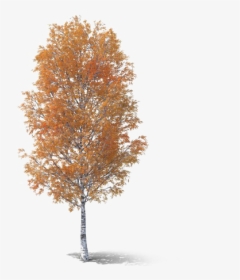 Fall Tree Png Transparent Picture - Autumn Tree Png, Png Download, Free Download