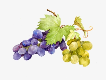 Watercolor Grape Vines Clipart, HD Png Download, Free Download
