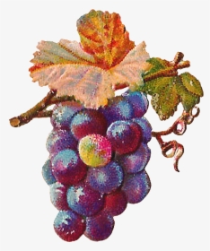 Vector Freeuse Antique Images Digital Grapes Download - Grape Art Png, Transparent Png, Free Download