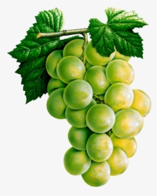 Grapes Fruit With Name, HD Png Download, Free Download