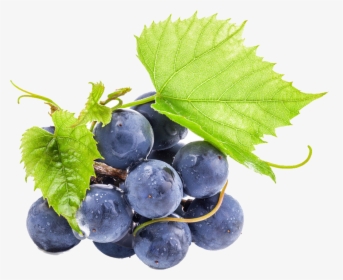 Grapeseed Png, Transparent Png, Free Download