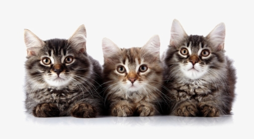 Kitten Png Transparent Image - Png Transparent Kittens Png, Png Download, Free Download